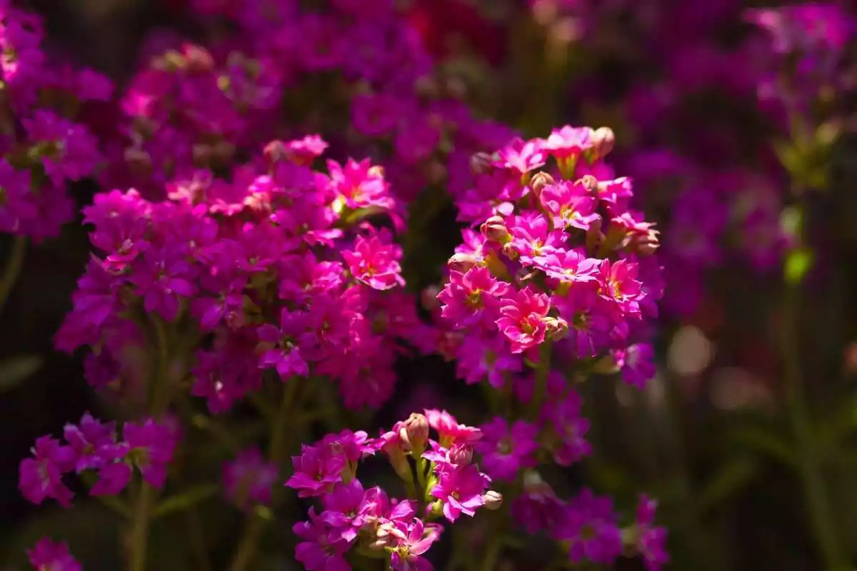 Flores de color fucsia brillando bajo la luz del sol.