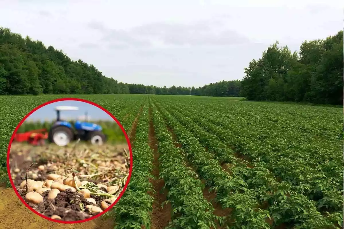 Un campo extenso de cultivo de papas con un tractor azul desenfocado en un recuadro en primer plano.